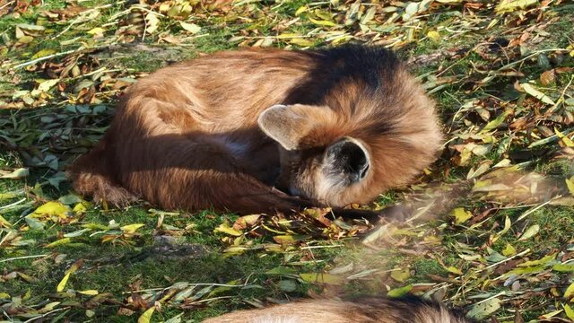 Two foxes sleep on the ground.