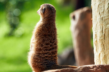 Beautiful portrait from the back of a meerkat looking forward on rock in a zoo in valencia spain