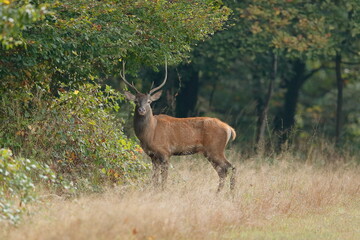 Red deer in the grass with dark forest background 