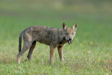 Naklejka na ściany i meble Wolf cub isolated in the grass with blurred background 
