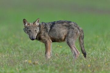 Naklejka na ściany i meble Wolf cub isolated in the grass with blurred background 