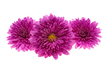 chrysanthemum flower isolated