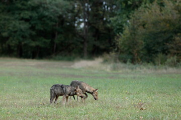Pair of wolf cubs in the meadow with forest background 