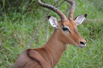 Naklejka na ściany i meble impala antelope in kruger park