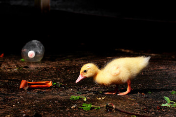 filhote de pato com lixo ao fundo