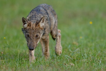 Wolf cub walks in the meadow