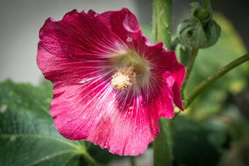 Fleur hibiscus rose du jardin d'&eacute;t&eacute;