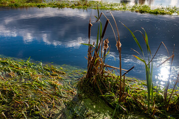 Green vegetation along Utrata river bank, Near city of Blonie, Poland - obrazy, fototapety, plakaty