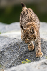 Lynx in green forest with tree trunk. Wildlife scene from nature. Playing Eurasian lynx, animal behaviour in habitat. Wild cat from Germany. Wild Bobcat between the trees