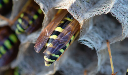Paper wasps on nest, ultra close up