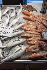 Fish market in Venice (Venezia), Italy; close up of sea bream, gilthead; Sparus aurata called Orata; mullet 
(Mugilidae)