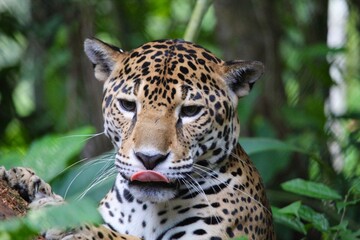 close up of a jaguar