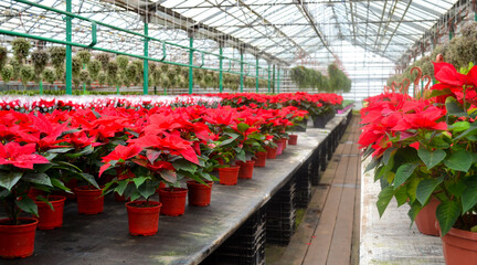 The bright red flowers of poinsettia, otherwise called the Christmas star, with dark green leaves. Many flower pots with red poinsettias in Green house for sale