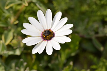 Fototapeta premium white daisy flower