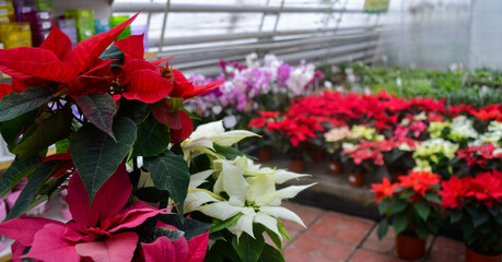 Multicolored poinsettia flowers, also known as the Christmas star, are sold in a flower shop