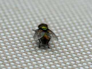 Close up of common house fly. Macrophotography. High quality photo