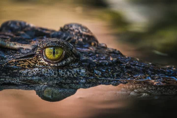 Fotobehang close up - crocodile or alligator eyes. © ANON