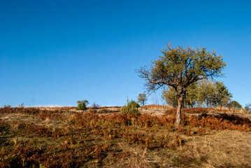 Fototapeta na wymiar Countryside rural landscape in late summer sunny day