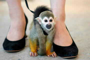 リスザル、ペット、小動物