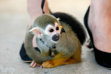 リスザル、ペット、小動物