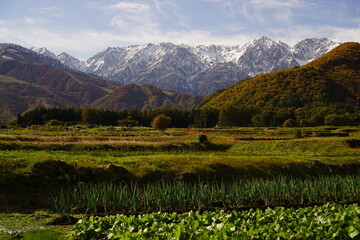 Fototapeta na wymiar Autumn colorful foliage. mountains have 3 different colors made by nature, white, red, green. 