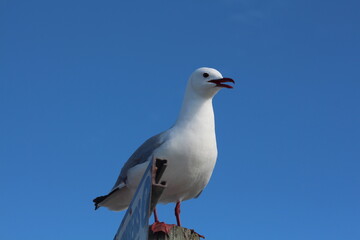 seagull on a blue sky