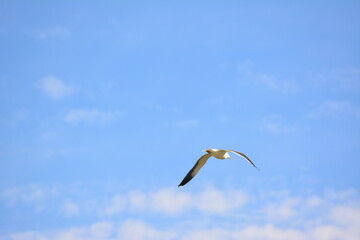 seagull in flight