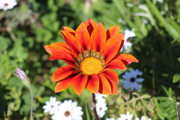 orange flower in the garden