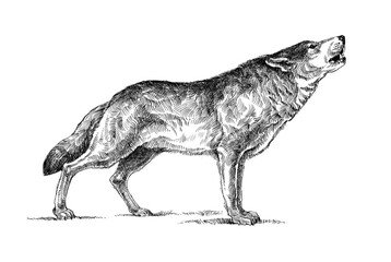 Howling wolf © Igor