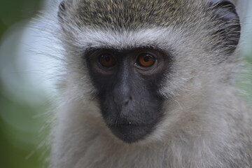 Vervet