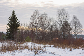 Northern forest.