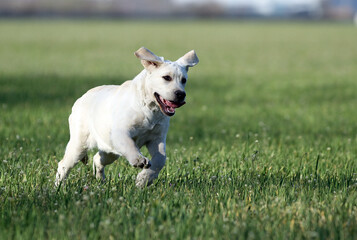 the sweet yellow labrador in the park