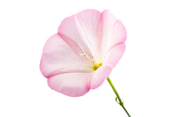 Fototapeta premium bindweed flower isolated