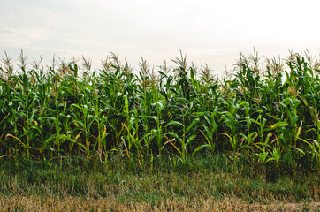 Edge of corn field against bright blue sky