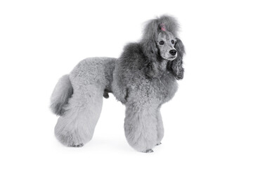 Cute thoroughbred poodle standing isolated on a white background