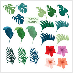 Set of tropical plants. Tropical flower.