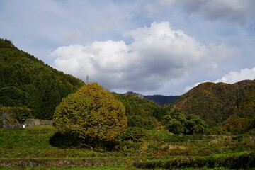 Autumn colorful foliage in Japan. 