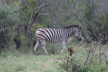 zebra in the wild