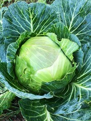 Obraz premium Fresh green cabbage in the garden macro