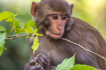 Close portrait of monkey holding olive in its fingers. Kathmandu, Nepal.