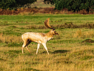 UK - Leicestershire - Bradgate Park - White Fallow Deer (Stag)