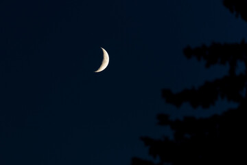 Waxing Crescent Moon next to a silouhette of a tree on the right
