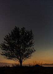Naklejka na ściany i meble tree at sunset