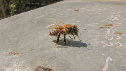 Abeille sur le toit de la ruche