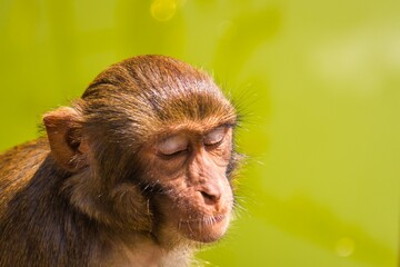Small monkey luxuriates in the warm summer sunshine in Nepal.