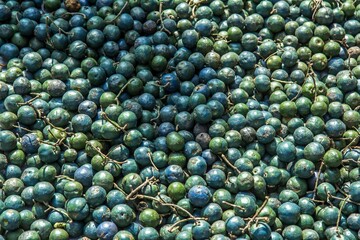 Closeup of plenty fresh blue and green berries of Rudraksha tree at the market, which are used for making japa mala .