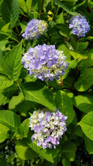 Fototapeta premium Close up of hydrangea flowers