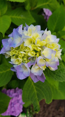 Close up of hydrangea flowers