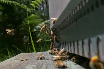 Activité du rucher en été : vol des butineuses