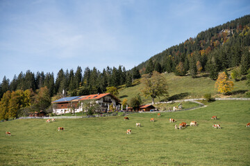 A mountain pasture surrounded by cows and green grass below a blue sky - Powered by Adobe